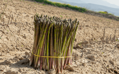 El Espárrago de Huétor Tájar inicia su nueva campaña: sabor “único” y calidad “garantizada”